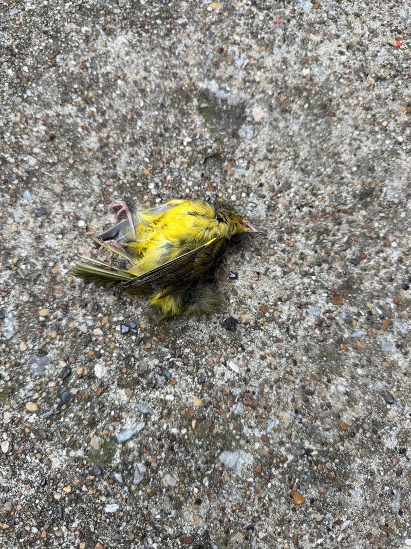 Dallas is redesigning its new convention center with features intended to protect migratory birds, responding to years of advocacy from environmental groups who say the existing building has contributed to the deaths of hundreds of birds along one of North America's busiest migration corridors.