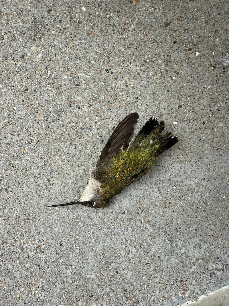 Dallas is redesigning its new convention center with features intended to protect migratory birds, responding to years of advocacy from environmental groups who say the existing building has contributed to the deaths of hundreds of birds along one of North America's busiest migration corridors.