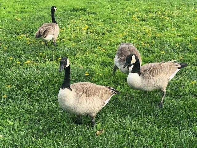 The Canada goose population has exploded in Foster City, creating public health and quality of life issues for residents.