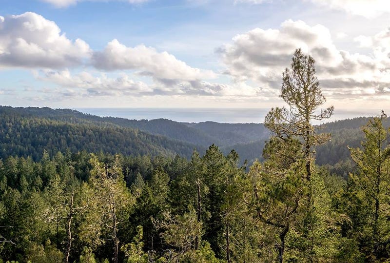 Redwood forests in the Santa Cruz mountains are protected under a deal involving the Peninsula Open Space Trust and and a logging company. 