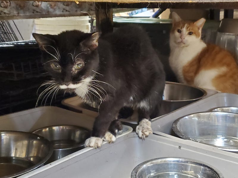 Bucks County SPCA
