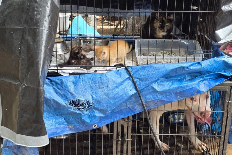 Brandywine Valley SPCA