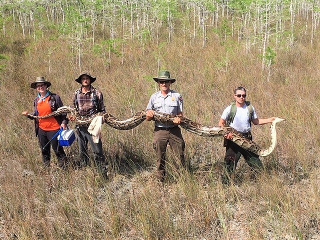 Python Florida Everglades