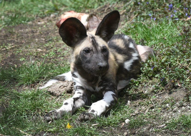 African painted dog puppy Kashyyyk