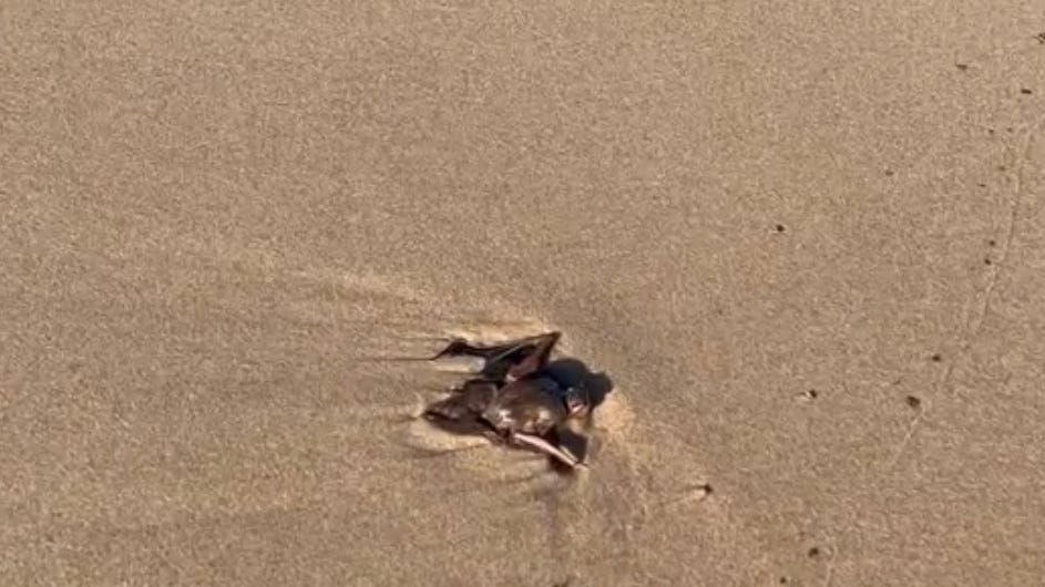 Bad storms likely behind dead bats washing up on Lake Michigan, officials say