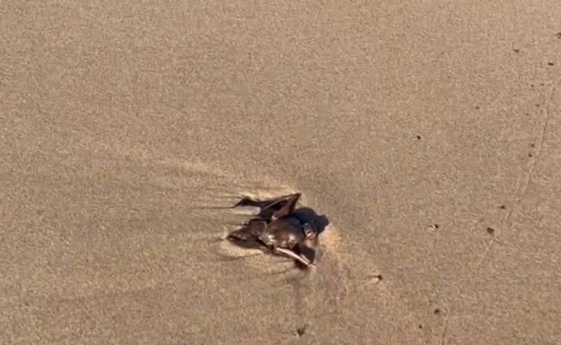 Dead bat on beach