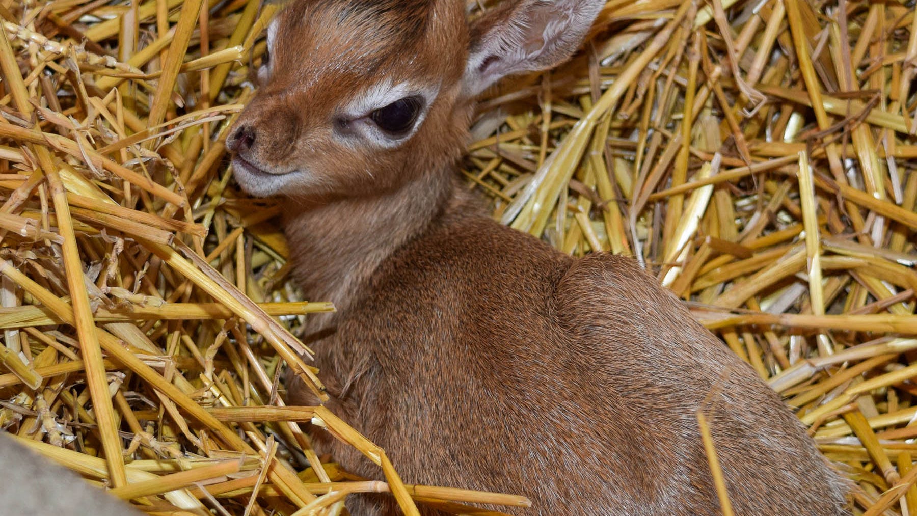 PHOTOS: Kirk’s Dik-dik - one of the world's smallest antelopes - born at Brookfield Zoo