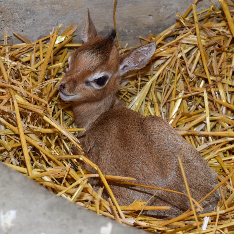 A Kirk’s dik-dik, one of the world’s smallest antelopes, was born at Brookfield Zoo on October 13. (photo taken at 1 day old)