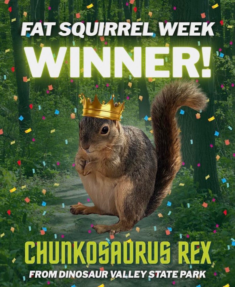 Texas Parks and Wildlife Department has kicked off its inaugural Fat Squirrel Week, a lighthearted bracket competition among squirrels from 16 state parks, with fans voting on their fluffiness and charm online.