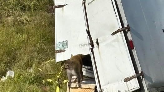 UPDATE: Recount confirms that 3 physically-aggressive monkeys remain on the loose following I-59 crash