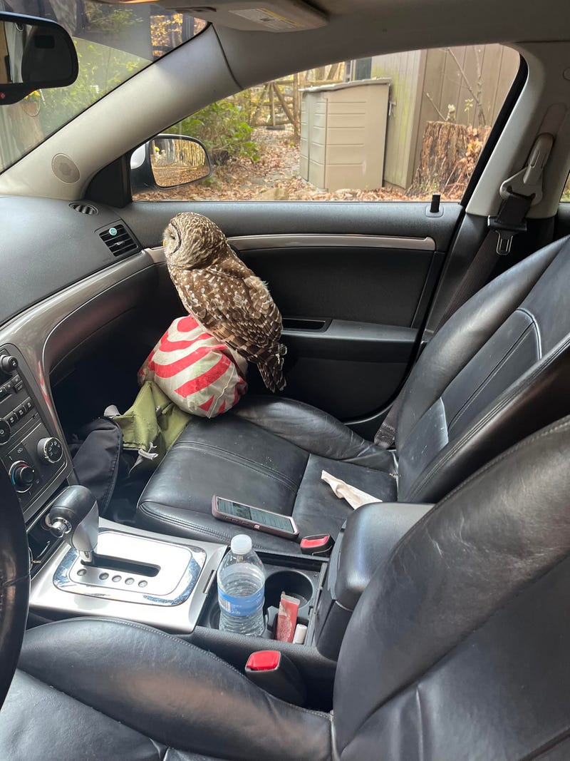 Westport Animal Shelter Advocates