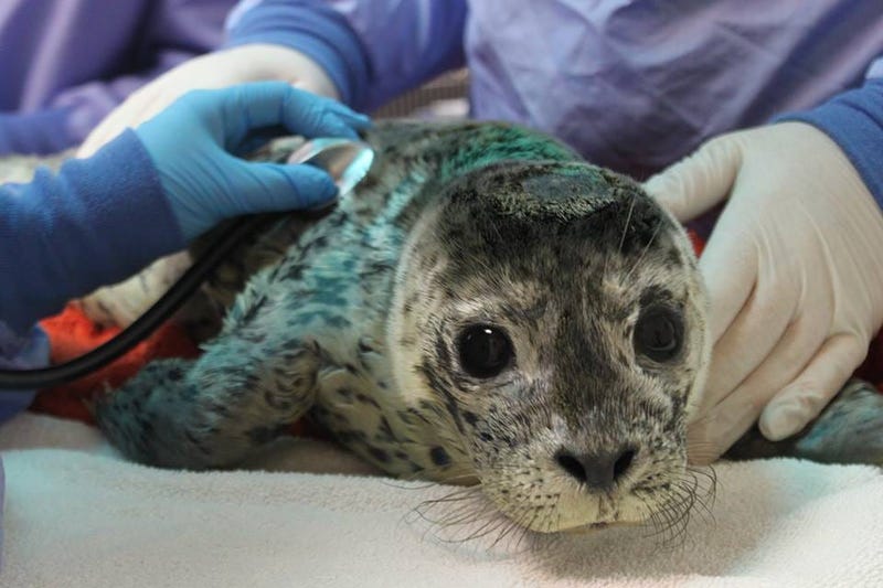 The Marine Mammal Center in Sausalito is busy treating seal pups rescued along the California coast. 