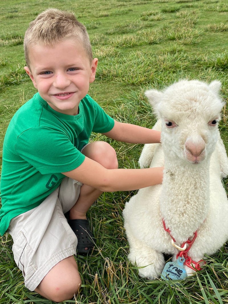 Majestic Meadows Alpaca
