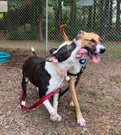 Adopt Don't Shop
