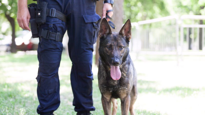A Belgian malinois law enforcement K-9 is shown with a tactical officer. A dog of the same bred captured Danilo Cavalcante after a two-week manhunt.