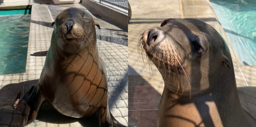 Sabiena (L) and Carolyn (R) are the newest arrivals at Brookfield Zoo.