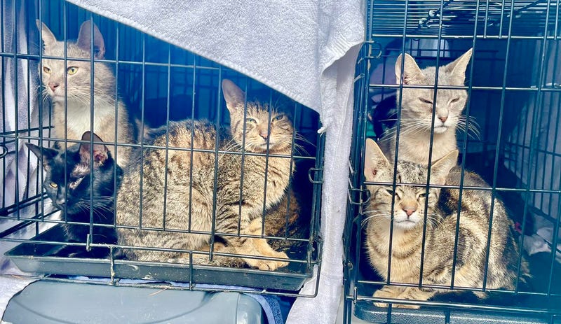 All of the cats were starving and many were sick and malnourished, officials said