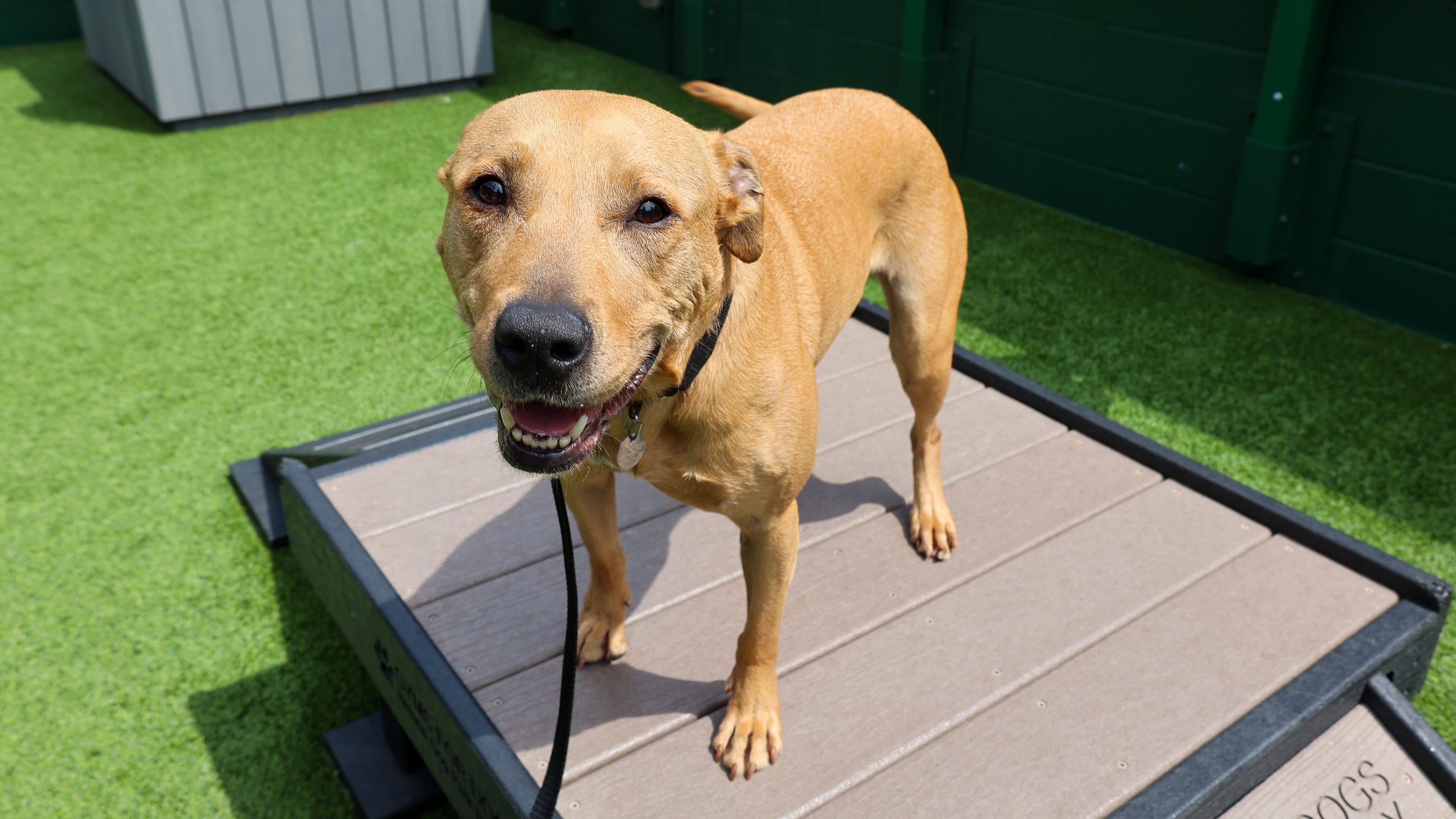 This pup wants to be your couch potato buddy