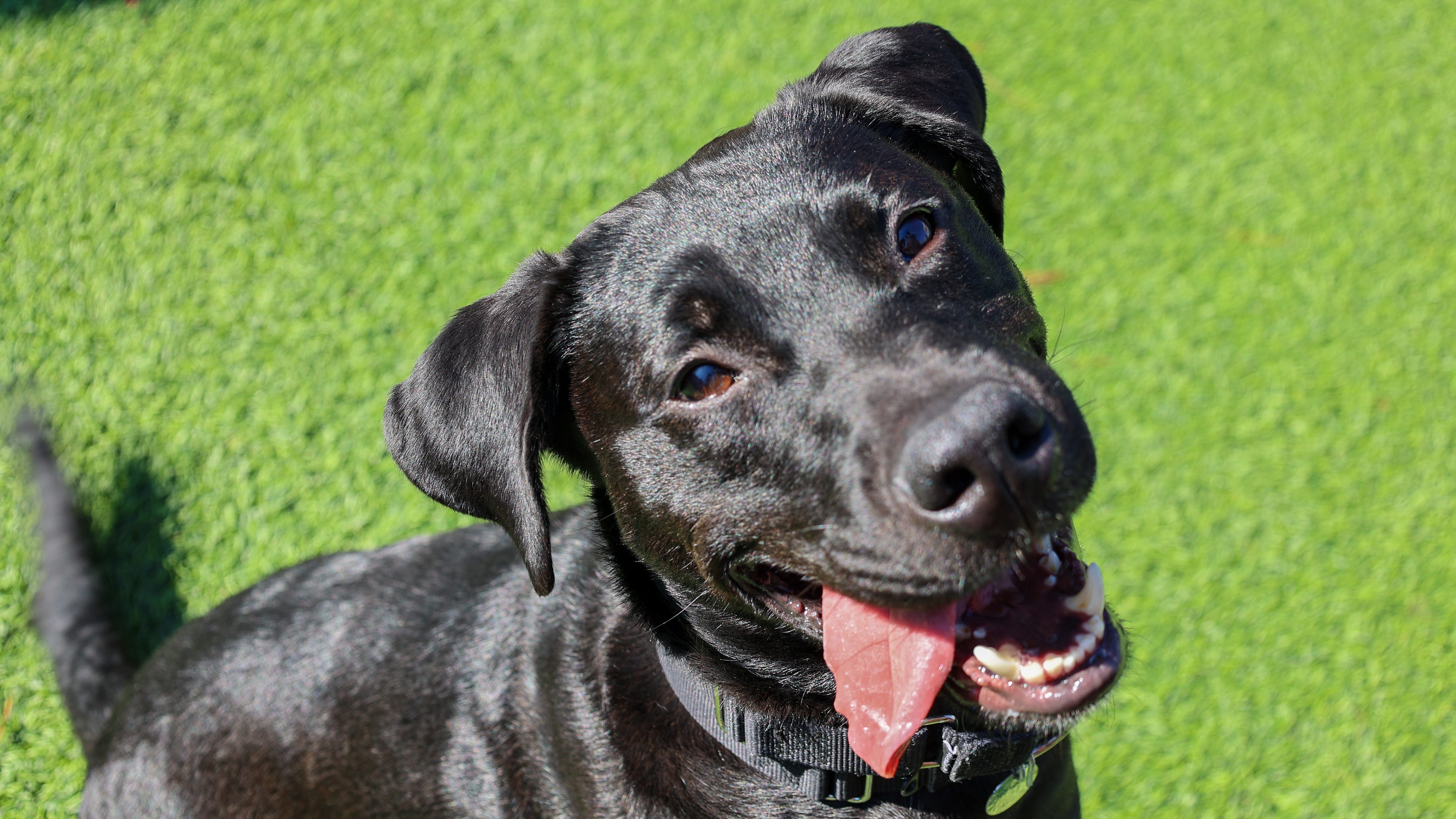 This young adoptable pup loves to play