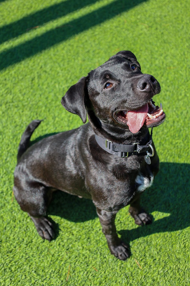 dog adoption