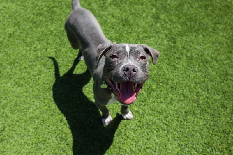 dog adoption