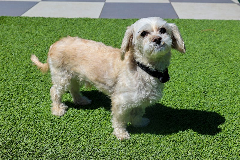 Pet of the Week is Tolliver