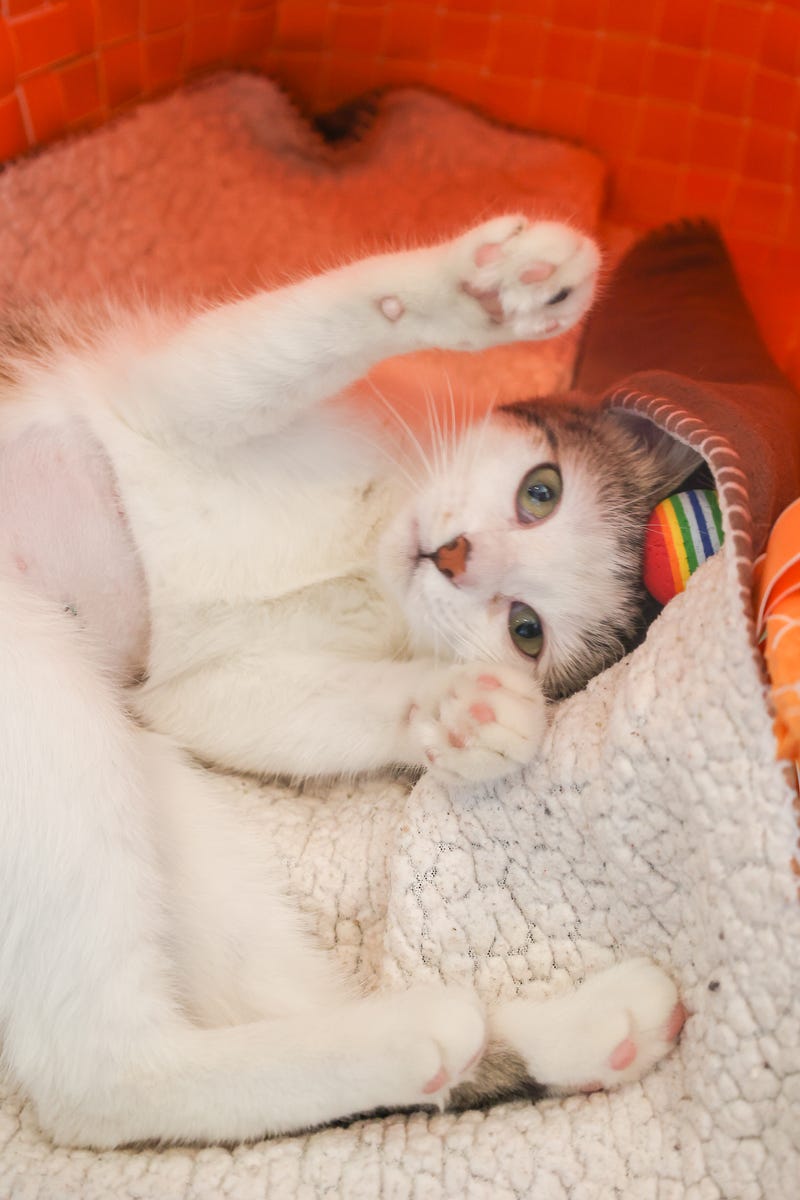 cat adoption