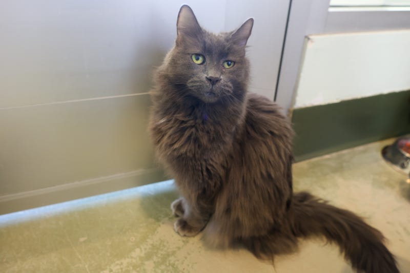 cat adoption