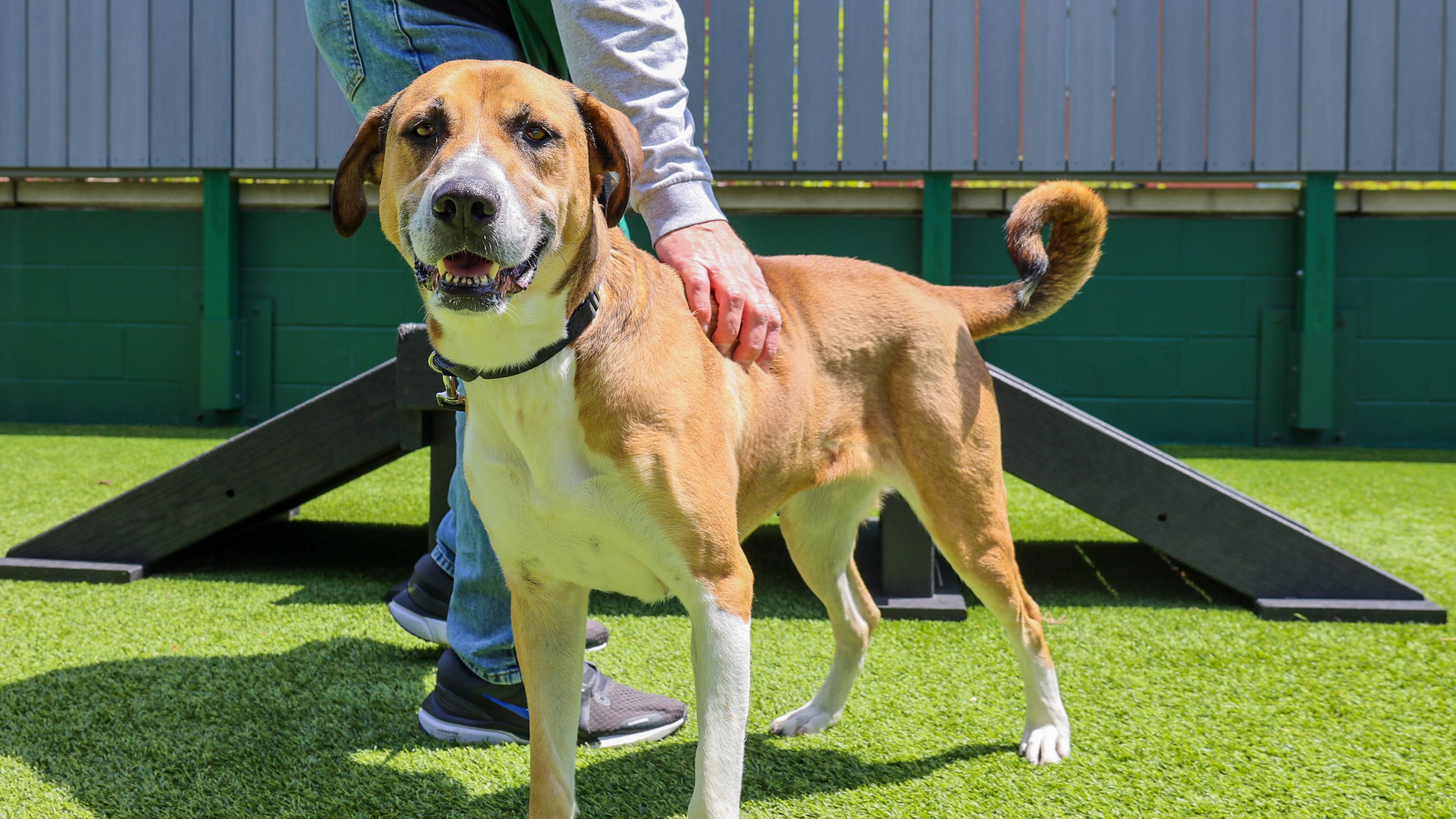 This brown-eyed girl needs a forever family home