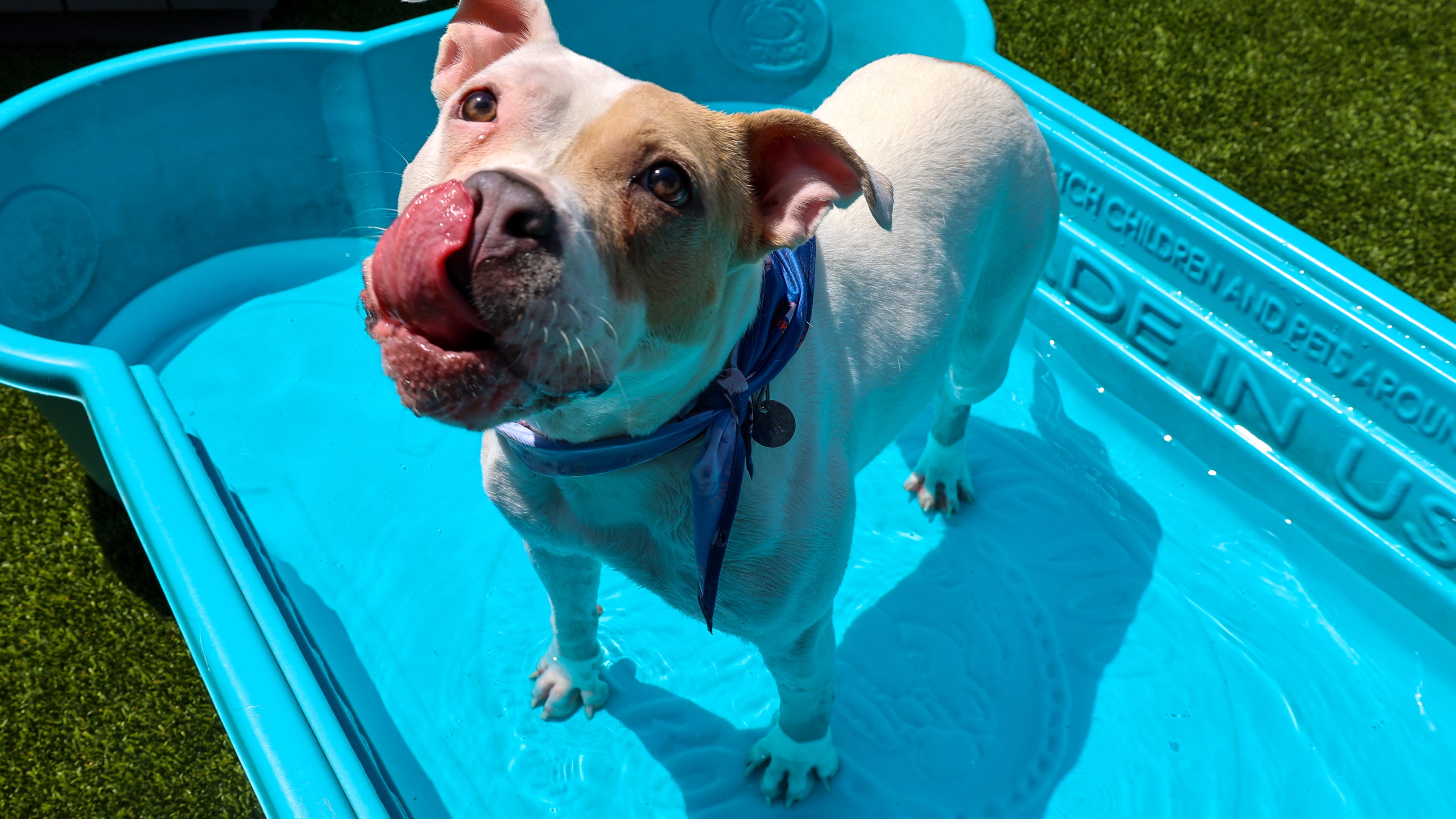 This sweet dog is excited for the summer season