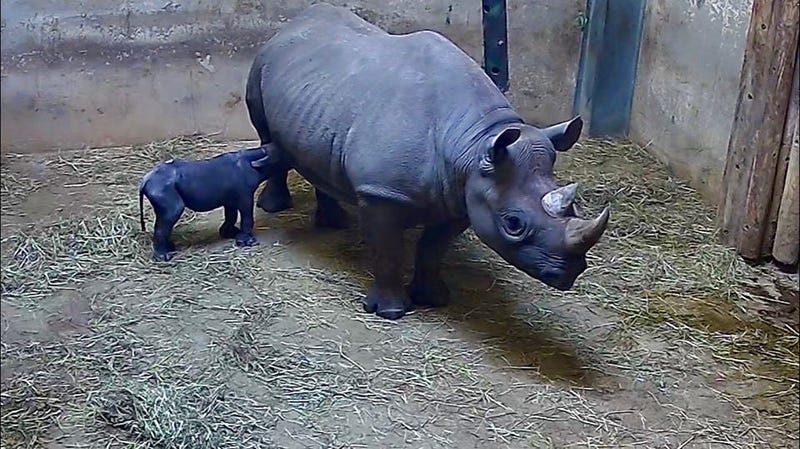 Lincoln Park Zoo announces birth of black rhinoceros 
