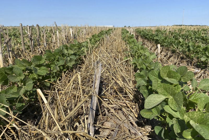 Soybeans planted in cereal rye cover crop. Planting cover crops can reduce soil erosion, break up compacted soil, provide a habitat for beneficial insects and wildlife, and prevent latent fertilizer from leaching into rivers and streams