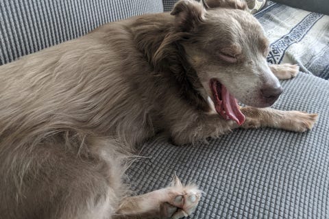 PAWS Chicago said Chip (aka Mr. Chip) is a very good boy! They don’t know where he came from or what his life was like before PAWS, but the shelter said they do know that once you earn his trust, you are his human.