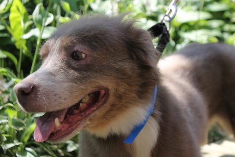 Chip is a 7-year-old, male Shepherd mix. He weighs 53.4 pounds.