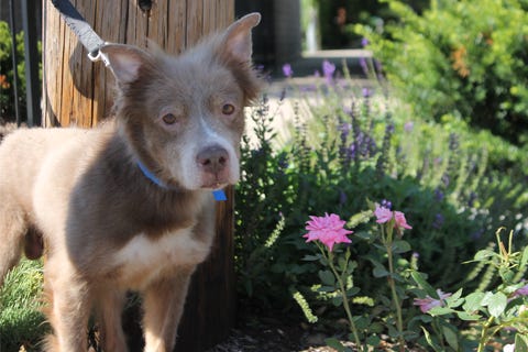 Chip is a 7-year-old, male Shepherd mix. He weighs 53.4 pounds.