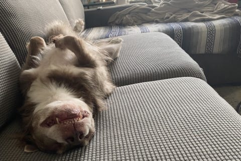 Chip's foster dad said, “Chip loves nothing more than being a big ol’ couch potato."