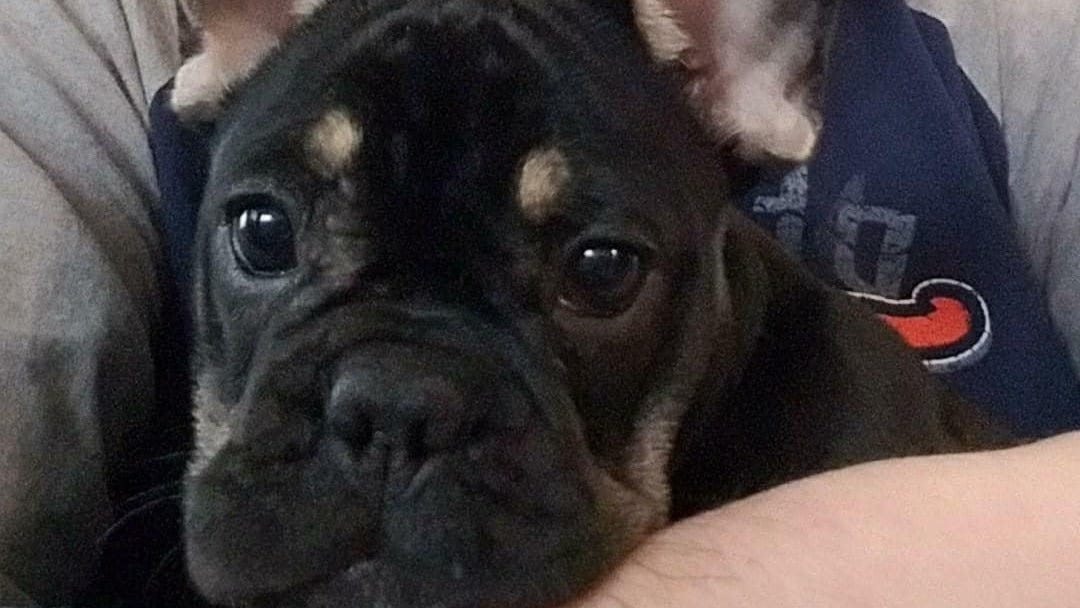 A dog named Mercy saved owner's life during Wayne County house fire