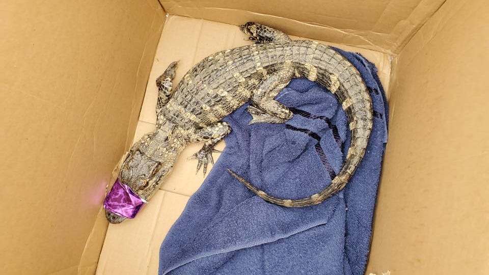 Third Alligator Found In Pittsburgh In Less Than A Month