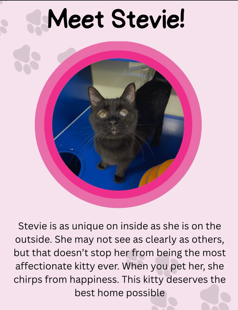 stevie