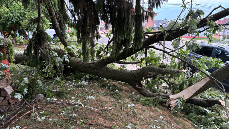 This tree in a Conshohocken, Pa., neighborhood took down power lines but missed a nearby house.