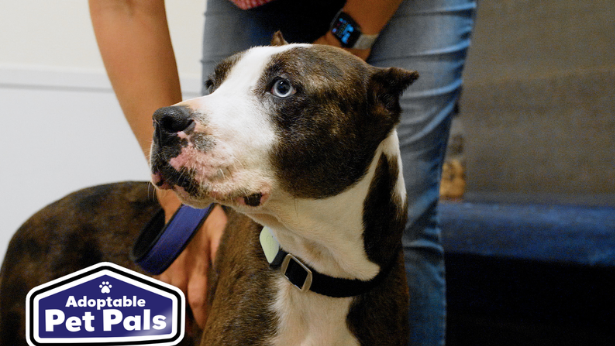 Adoptable Pet Pals: Meet DeDe!