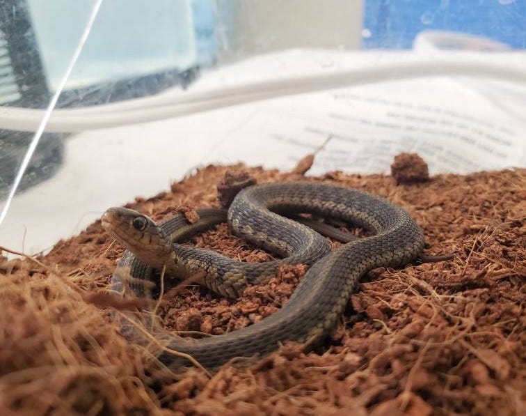 The baby garter snake was found after it slithered away from Humane Indiana Wildlife Rehabilitating Center staff members about a month ago. It was found in the turtle room inside a tiny crack in the wall.