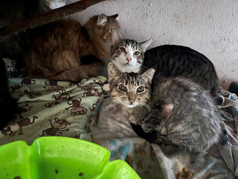 Garland Animal Services has removed 64 cats from a single home in what officials are calling the largest seizure in the department's history