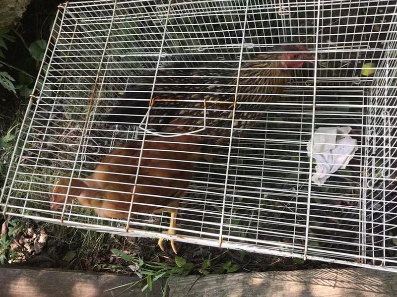 Chicken sacrifice Long Island