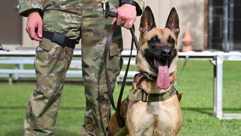 Working like a dog: Military Working Dog Maya serves our nation