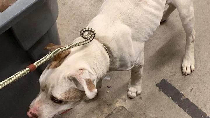 Animal Cruelty Arrests Hit Highest Level In Suffolk County