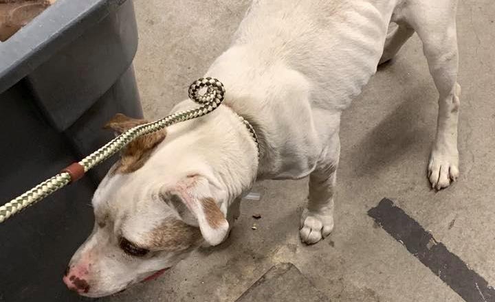 Suffolk County SPCA