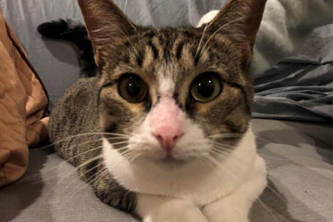 Nutmeg, a 2-year-old, female Domestic shorthair cat
