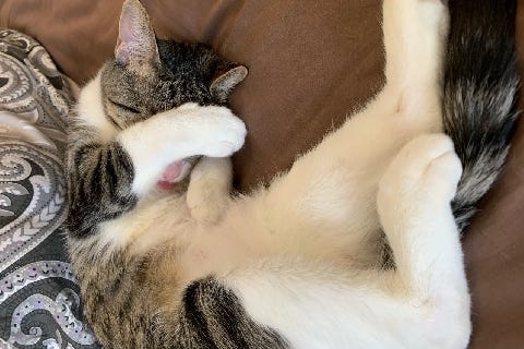 Nutmeg, a 2-year-old, female Domestic shorthair cat