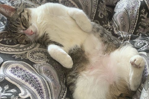 Nutmeg, a 2-year-old, female Domestic shorthair cat